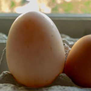 Duck Eggs (dozen)