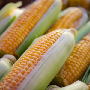 Sweet Corn (dozen)